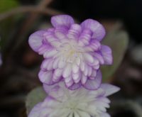 White and purple bi coloured flowers